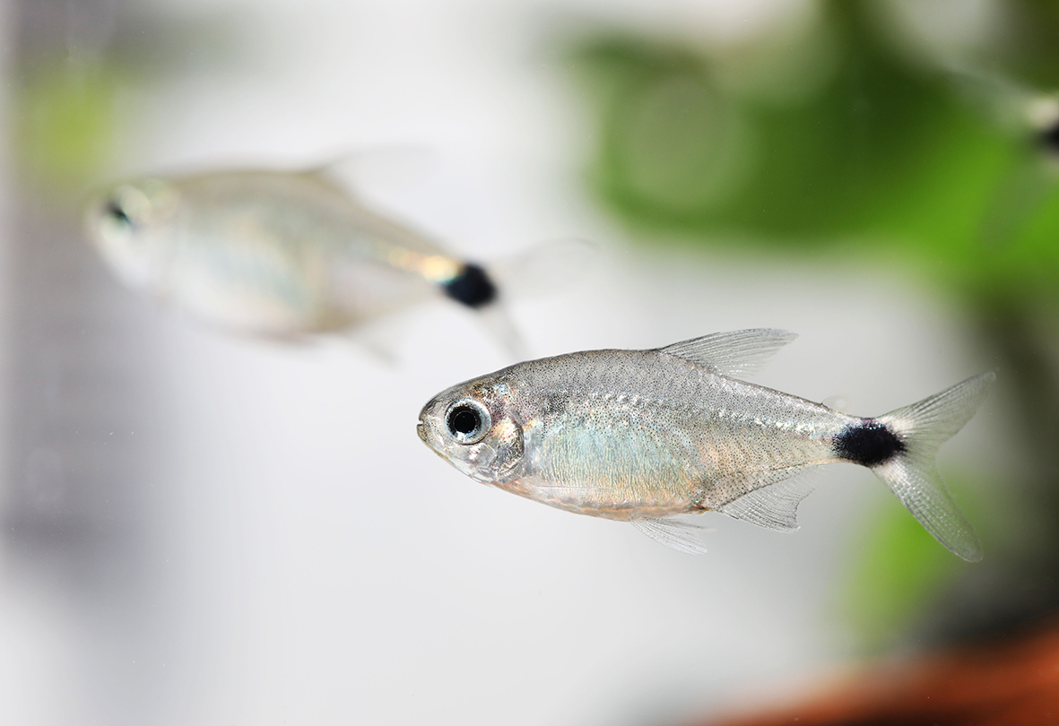 I nani dell'acquario: guida ai pesci tropicali in miniatura