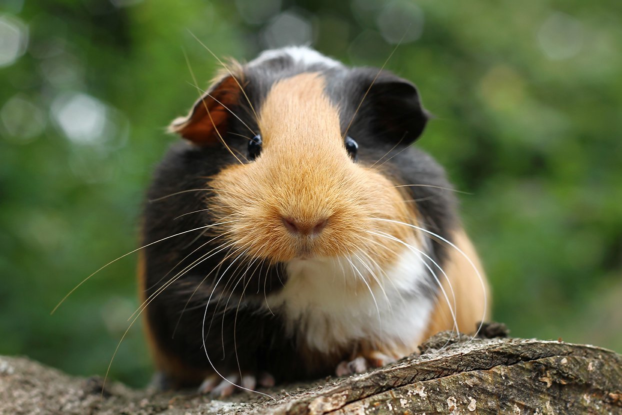 ADOTTARE UNA CAVIA: LE REGOLE PER UNA CONVIVENZA FELICE