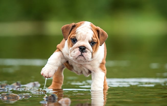 SE FIDO HA PAURA DELL’ACQUA