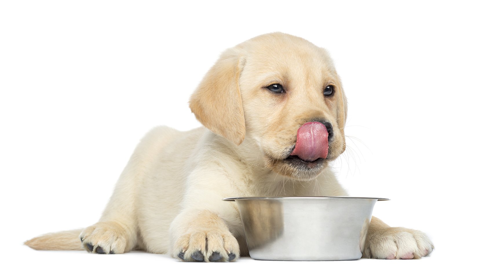 LA DIETA GIUSTA PER I CUCCIOLI DI CASA