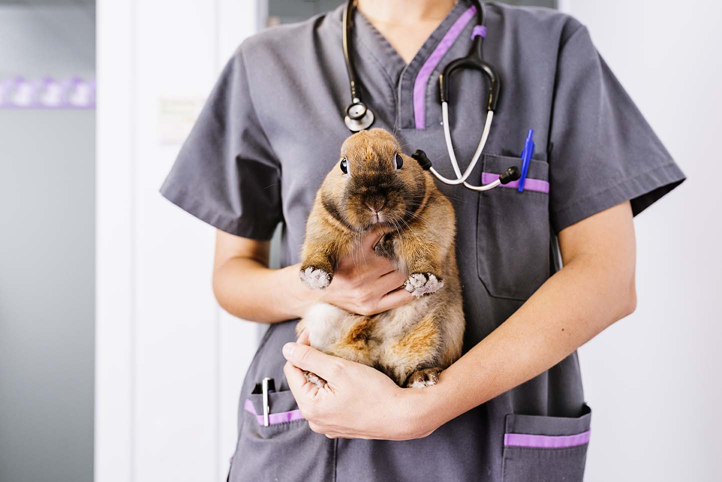 LE VACCINAZIONI PER BUNNY