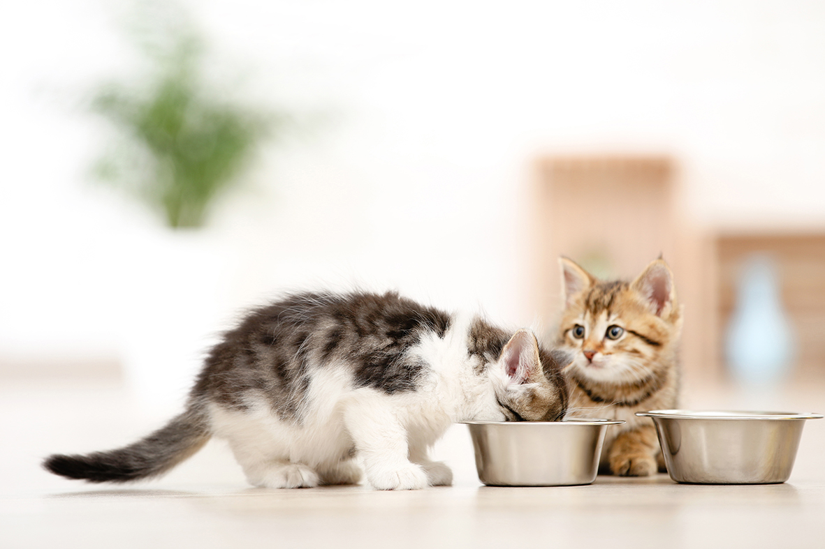 LA SALUTE VIEN MANGIANDO - LE REGOLE BASE PER L'ALIMENTAZIONE DEL GATTO
