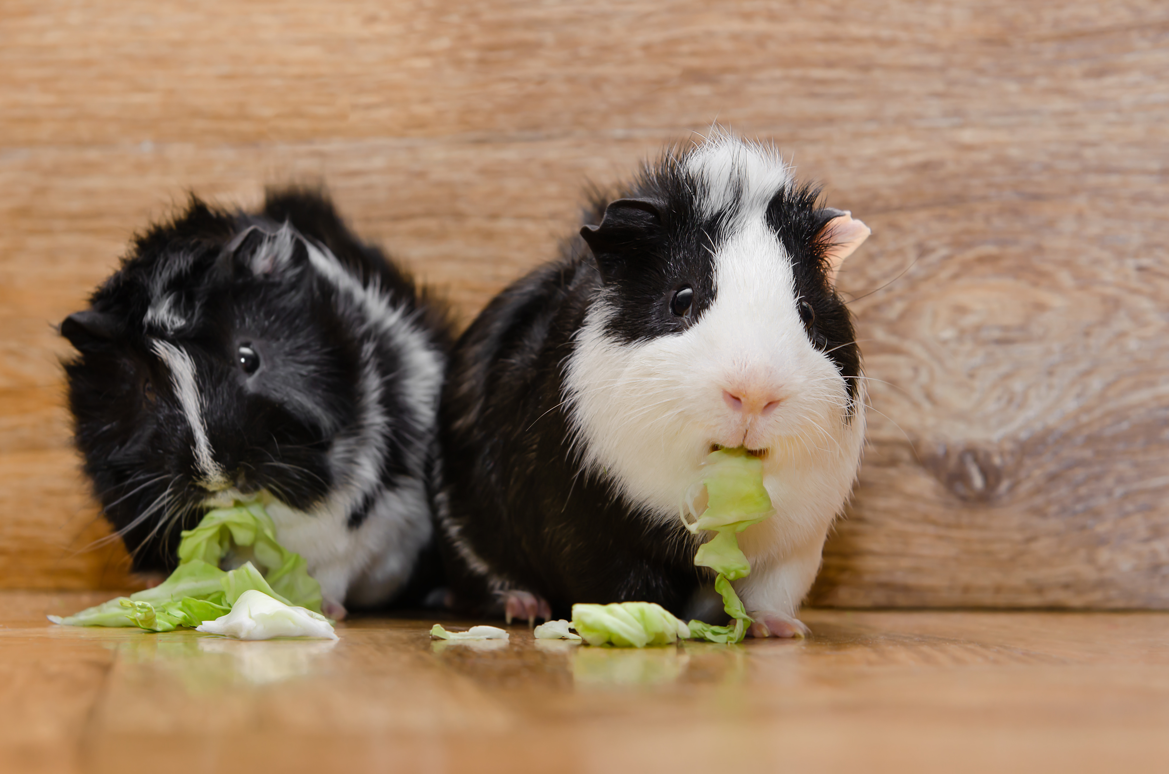 cavia cavia