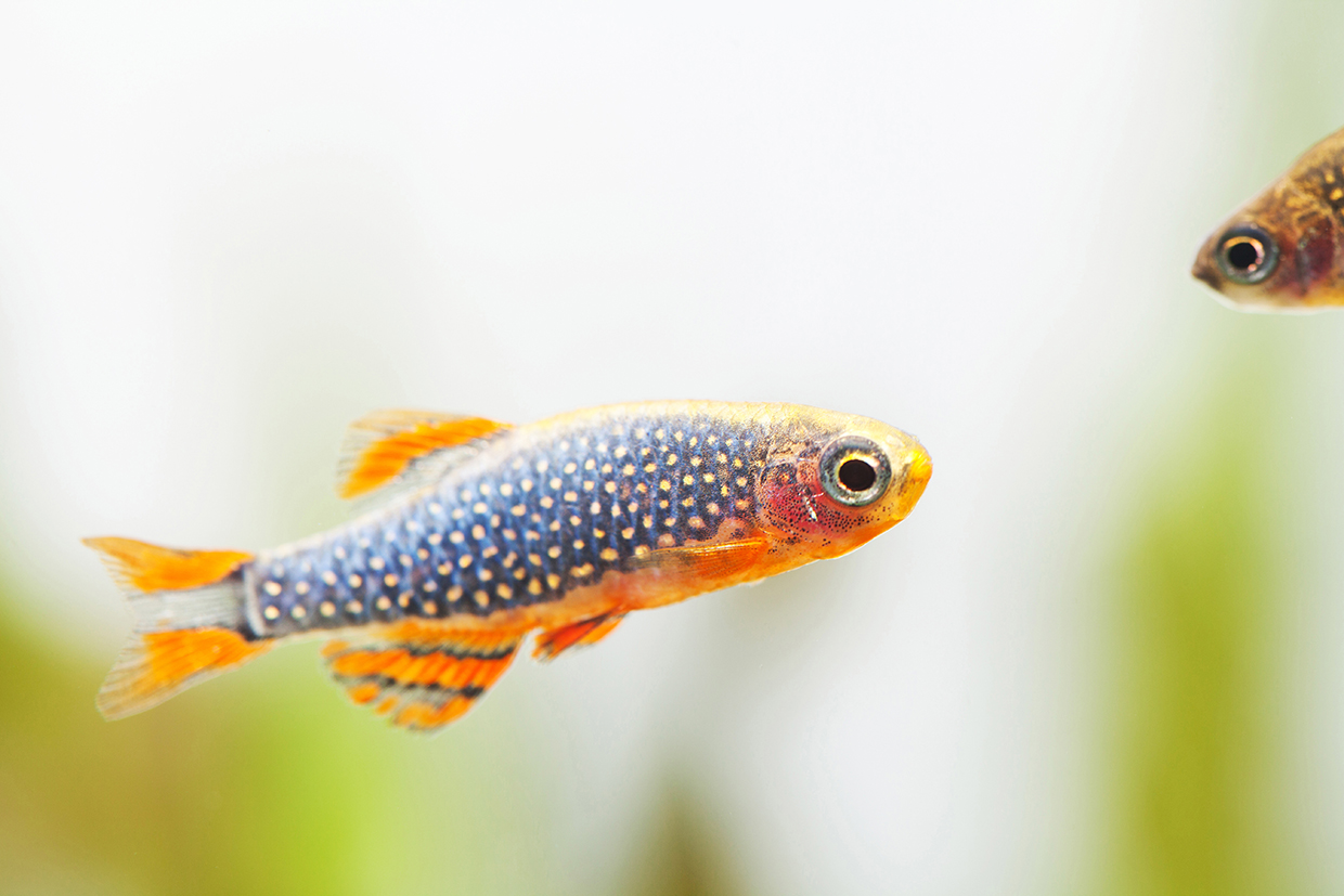 I nani dell'acquario
