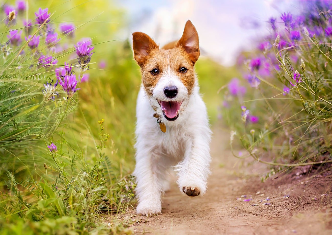 PASSEGGIARE CON IL CANE IN SICUREZZA: GLI ACCESSORI INDISPENSABILI