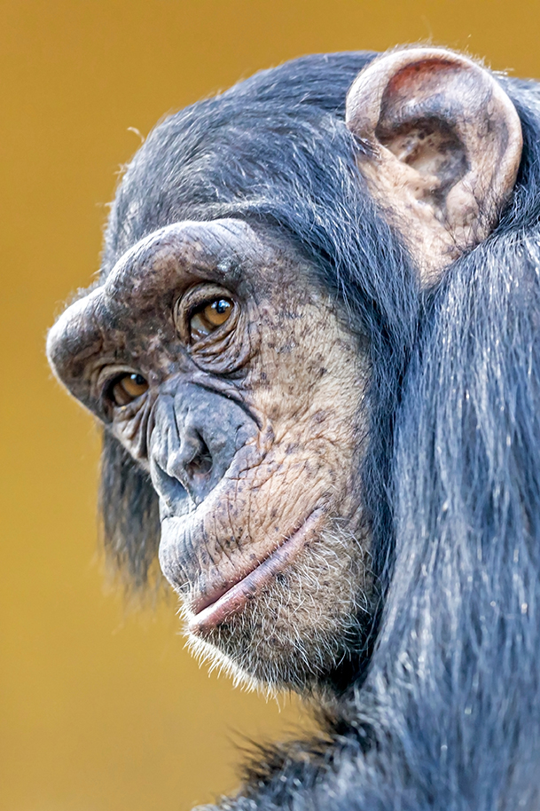 UN PRIMATE SORPRENDENTE