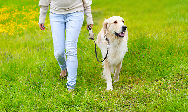 CONSIGLI PRATICI E LEGALI: LA PASSEGGIATA A SEI ZAMPE