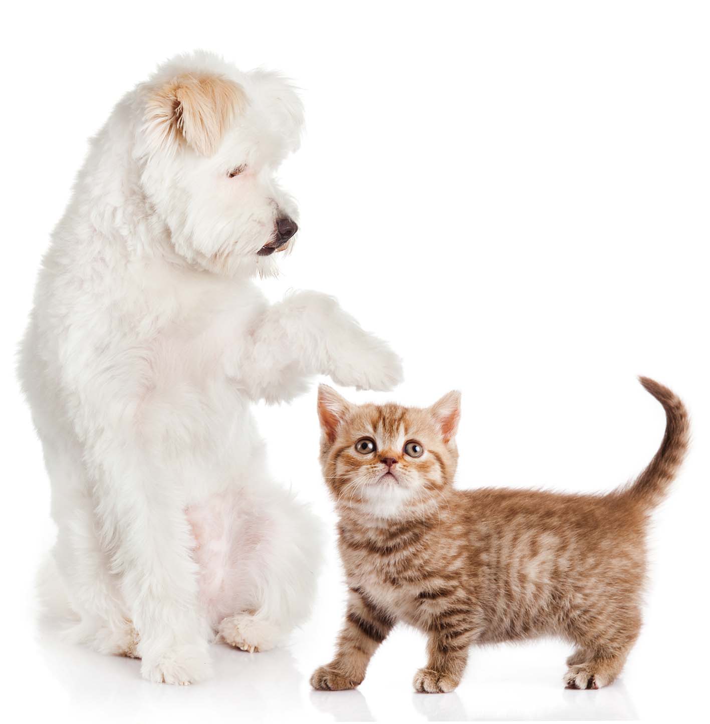 Frutta per animali domestici: Cosa possono mangiare Cani, Gatti e Uccelli