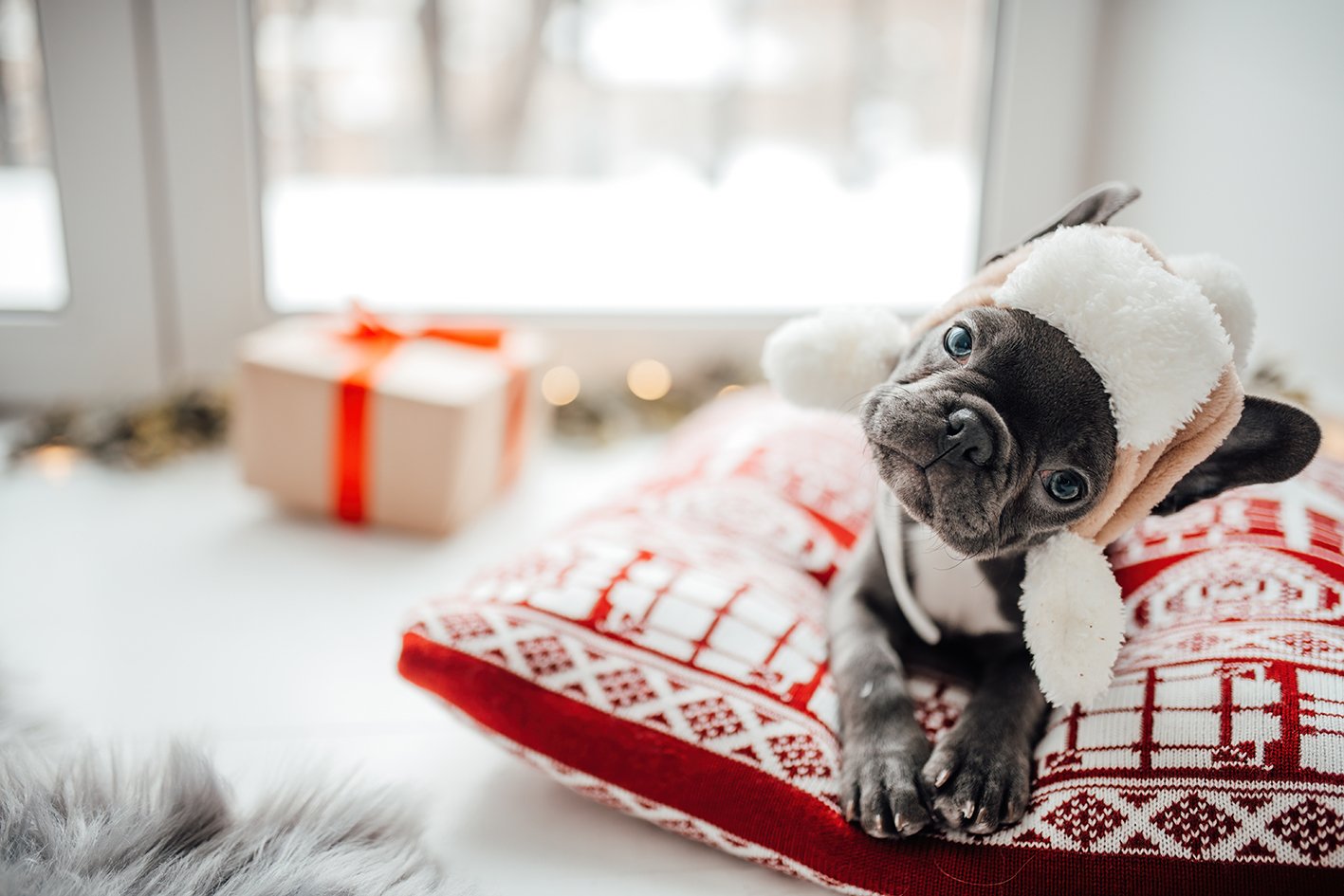 REGALIAMO AI NOSTRI AMICI UN INVERNO A TUTTO COMFORT