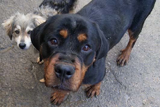 ADOTTARE UN CANE ADULTO, UNA SCELTA D’AMORE