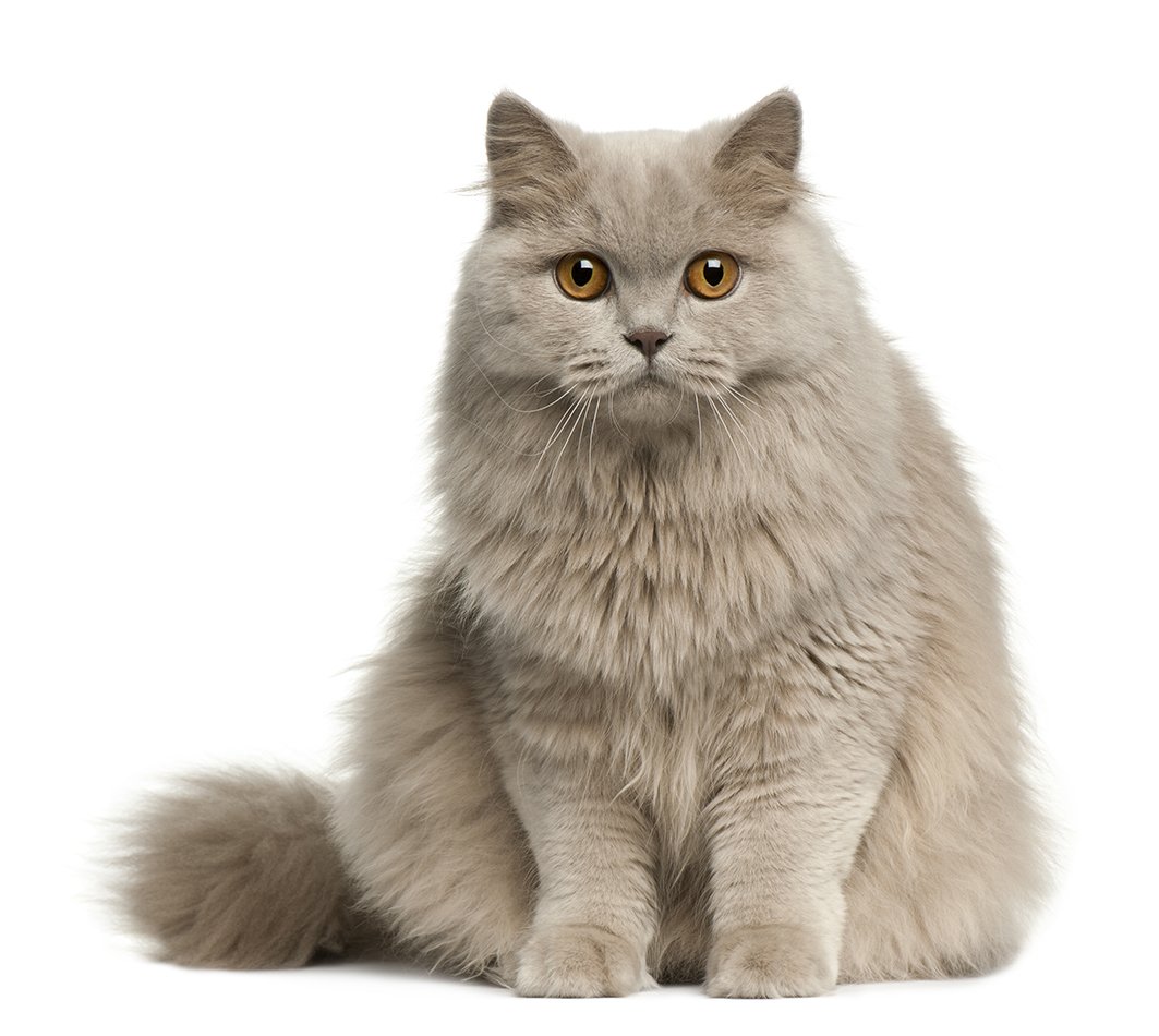 british longhair, batuffolo di dolcezza british longhair, batuffolo di dolcezza