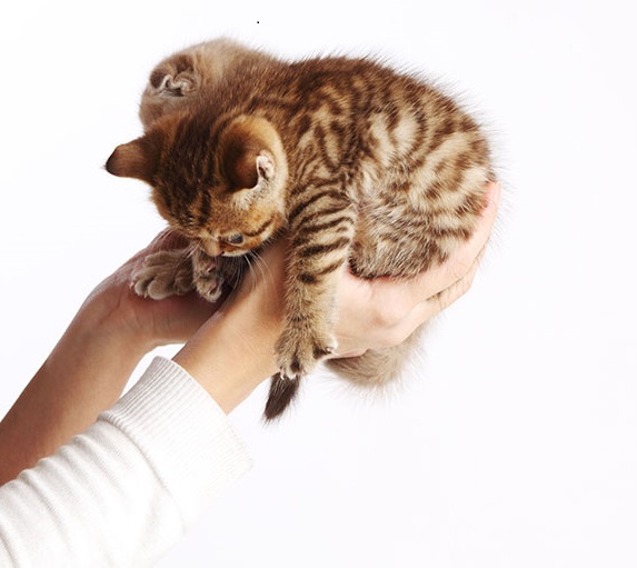 SENSIBILITÀ E MANIPOLAZIONE DEL GATTO