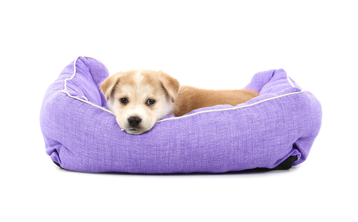 accessori pet inverno