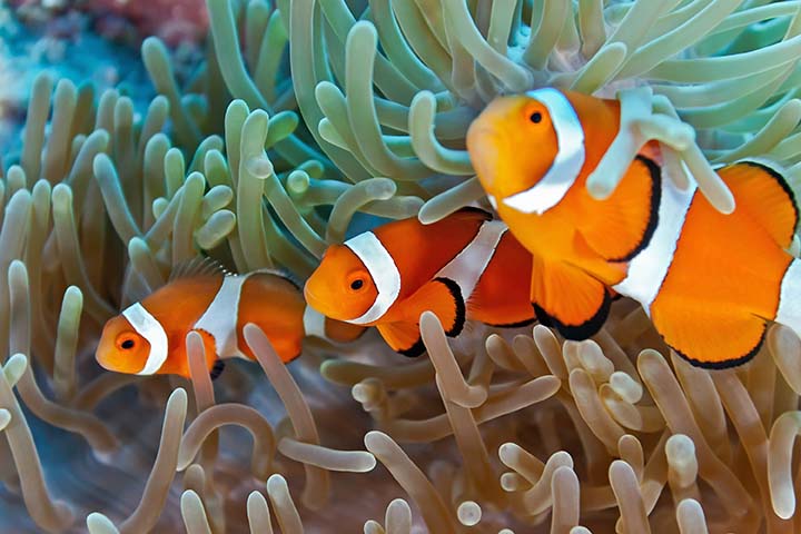 Alla scoperta del pesce pagliaccio