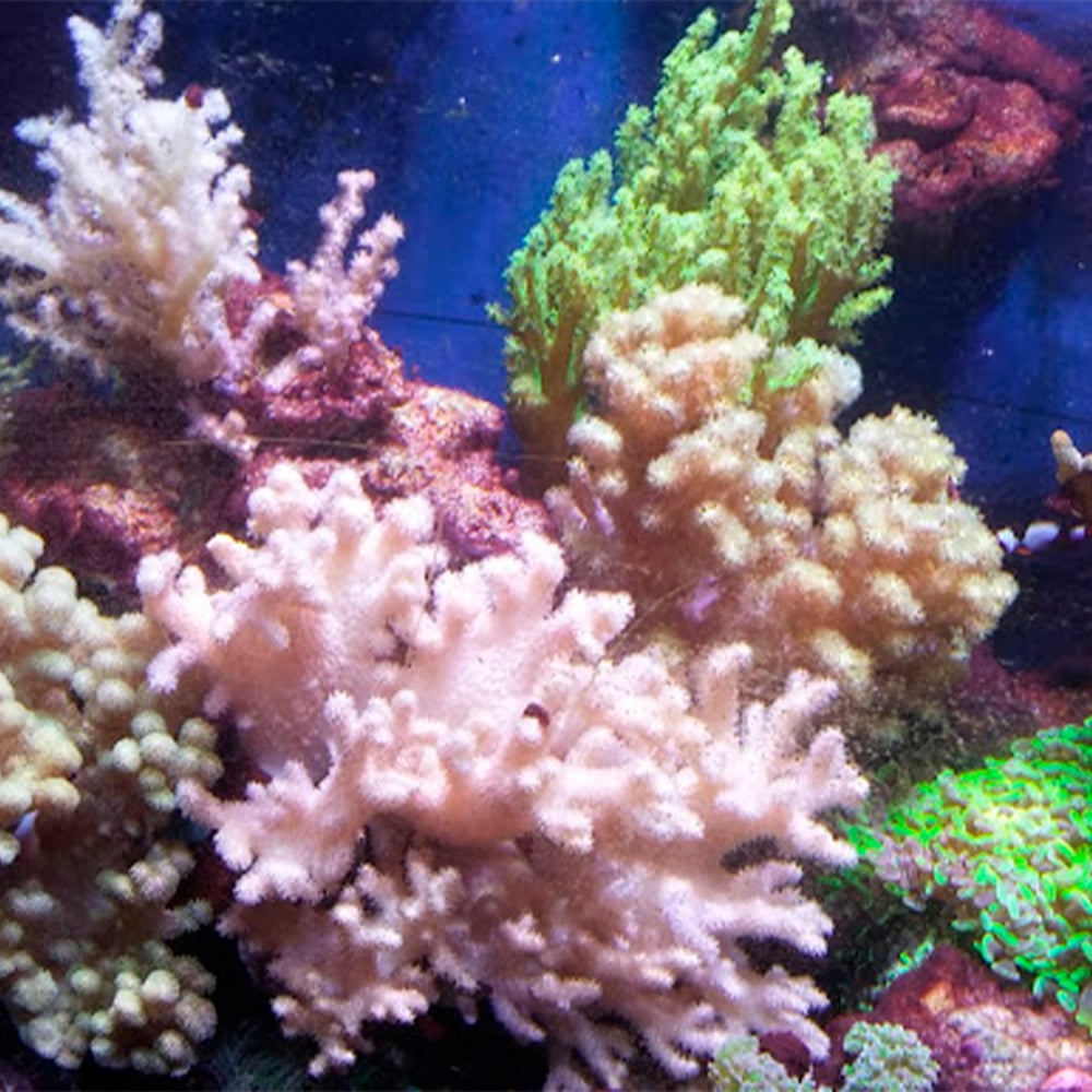 Come arredare l’acquario