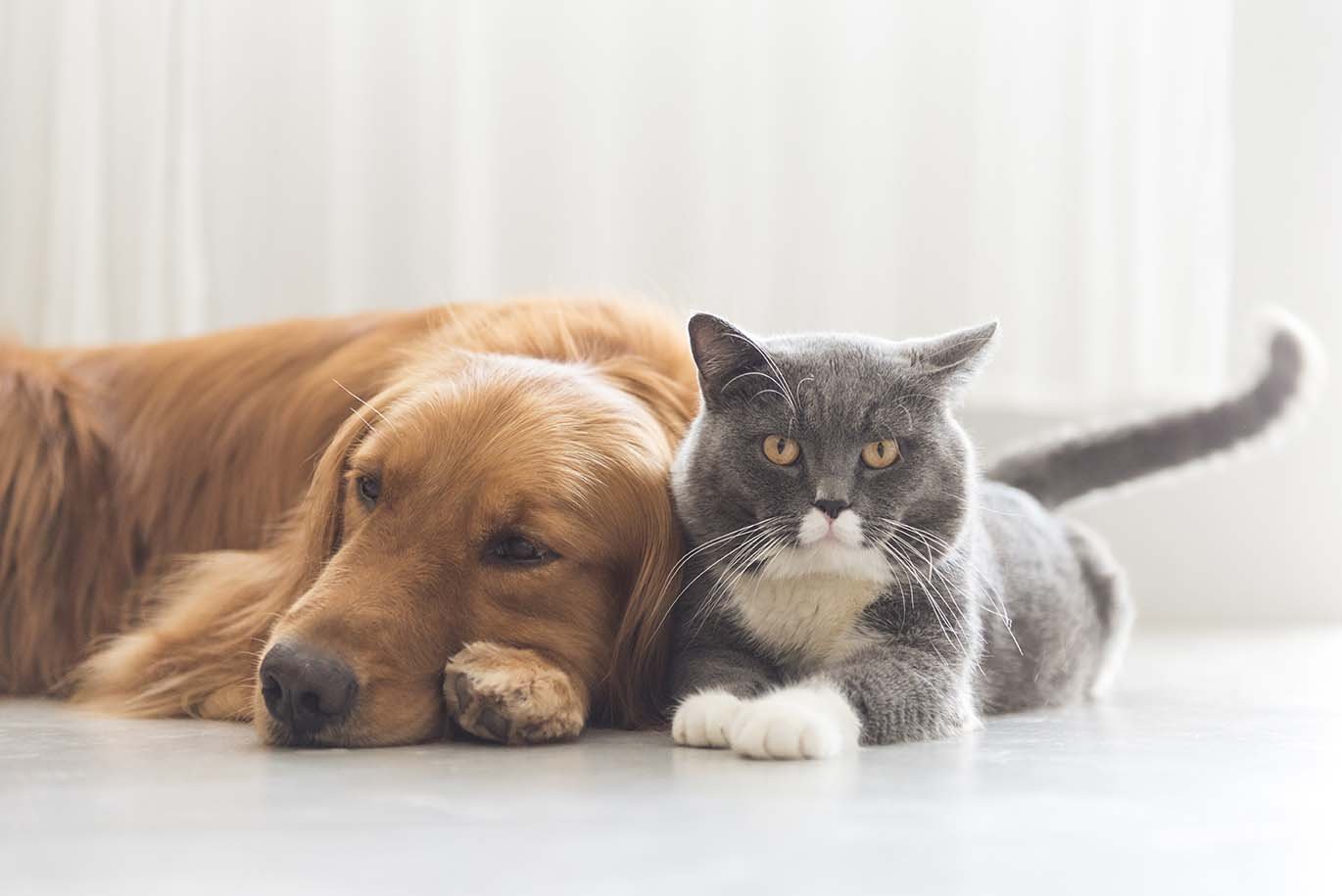 Guida completa per proteggere cani e gatti dall'afa estiva
