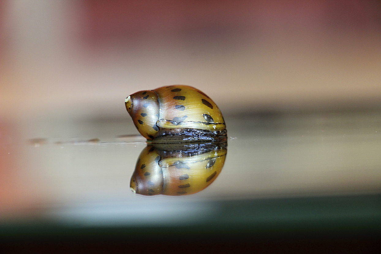 L'AFFASCINANTE MONDO DELLE CHIOCCIOLE ACQUATICHE