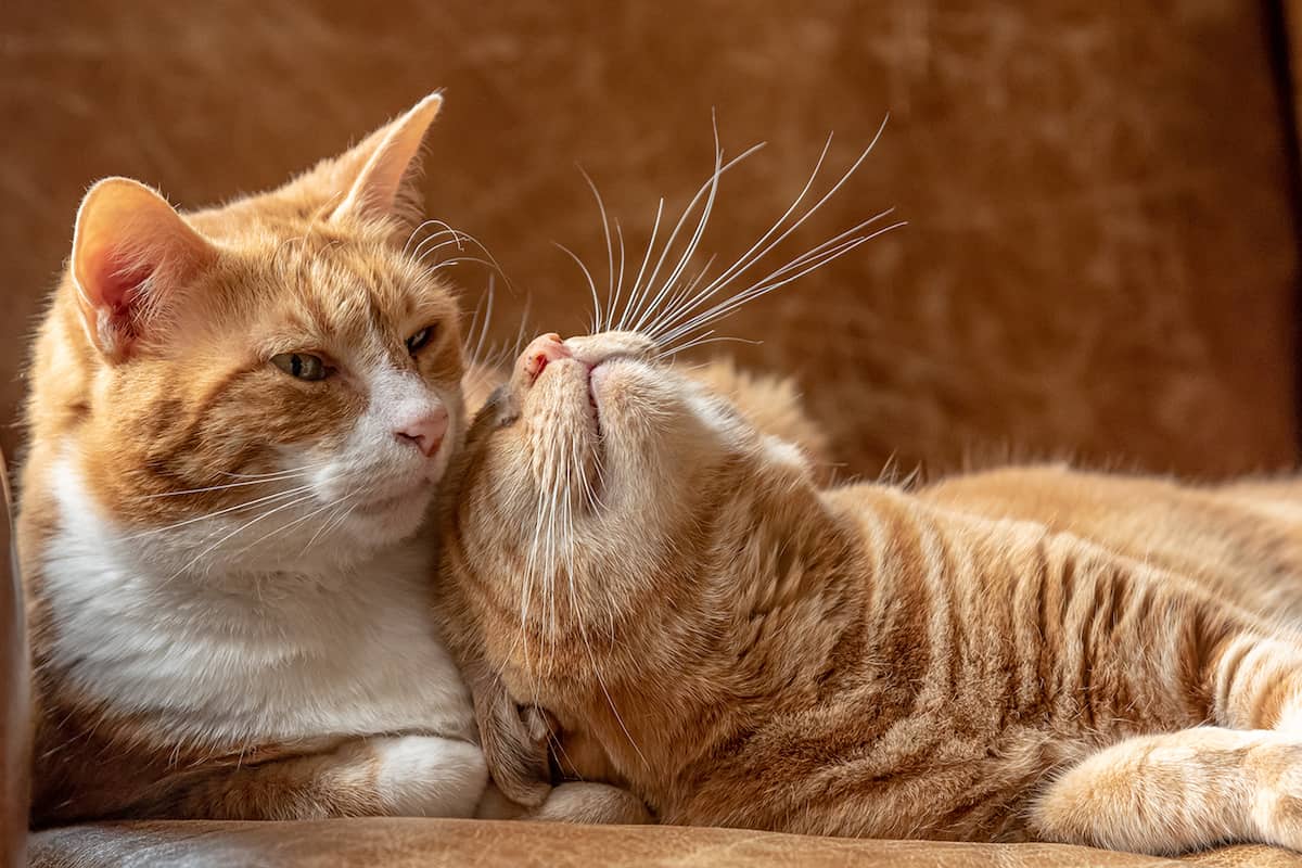 Gatti-comunicano-con-feromoni Due gatti rannicchiati su un divano