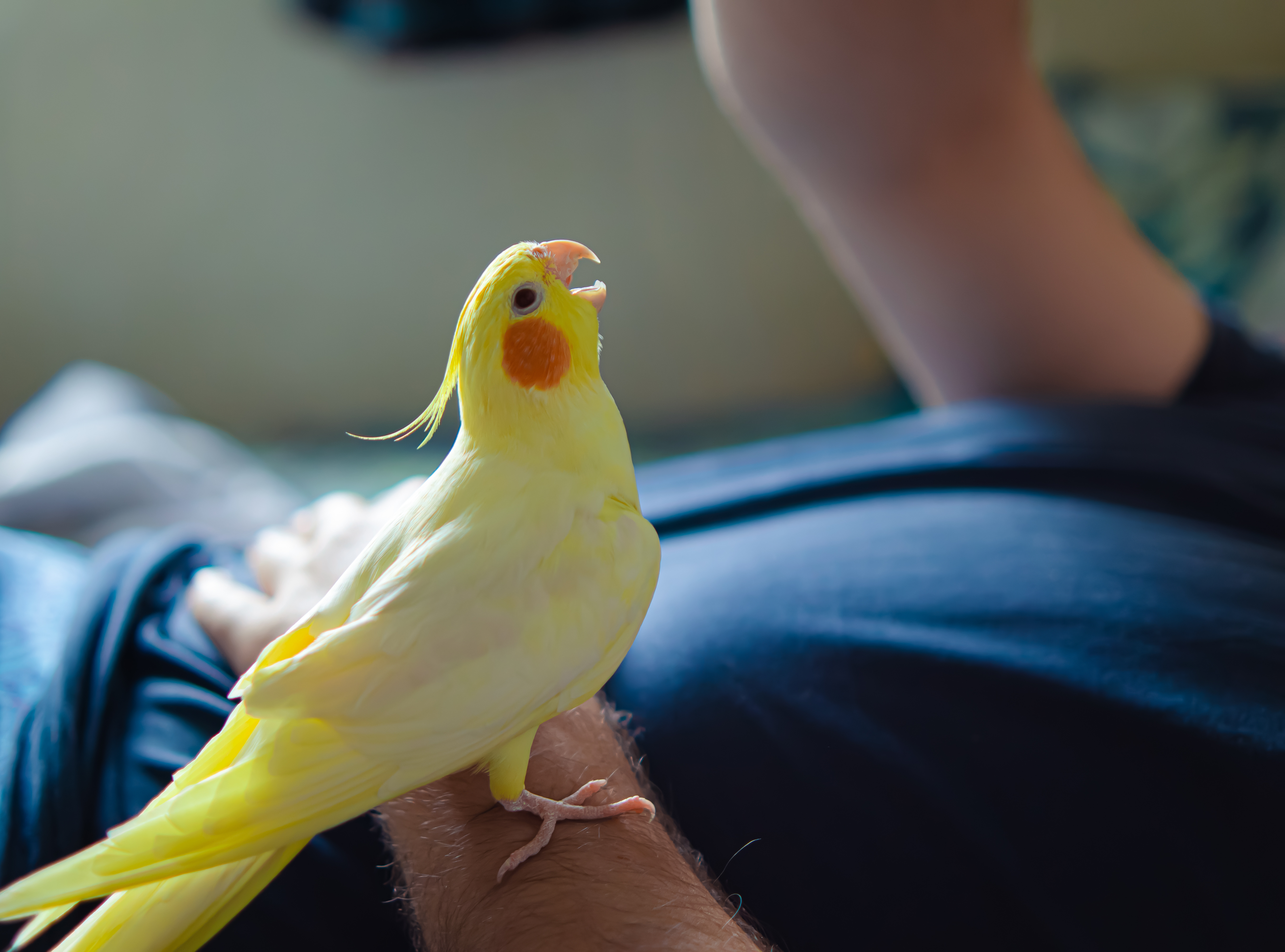 Rinnovarsi per volare meglio: guida alla muta degli uccelli domestici