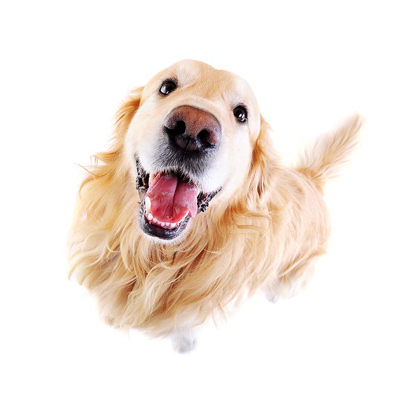 QUANDO GLI ANIMALI CI AIUTANO