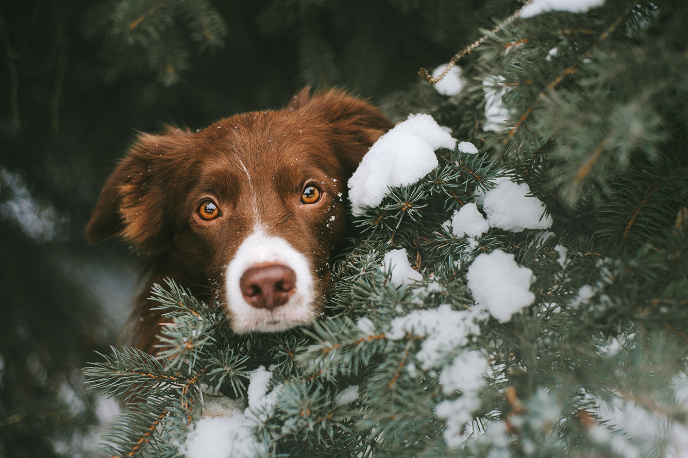 VACANZE DI NATALE: I CONSIGLI PER PORTARE I NOSTRI AMICI SULLA NEVE
