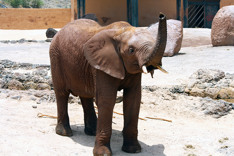 Animal Law: anche gli animali hanno diritto alla tutela legale