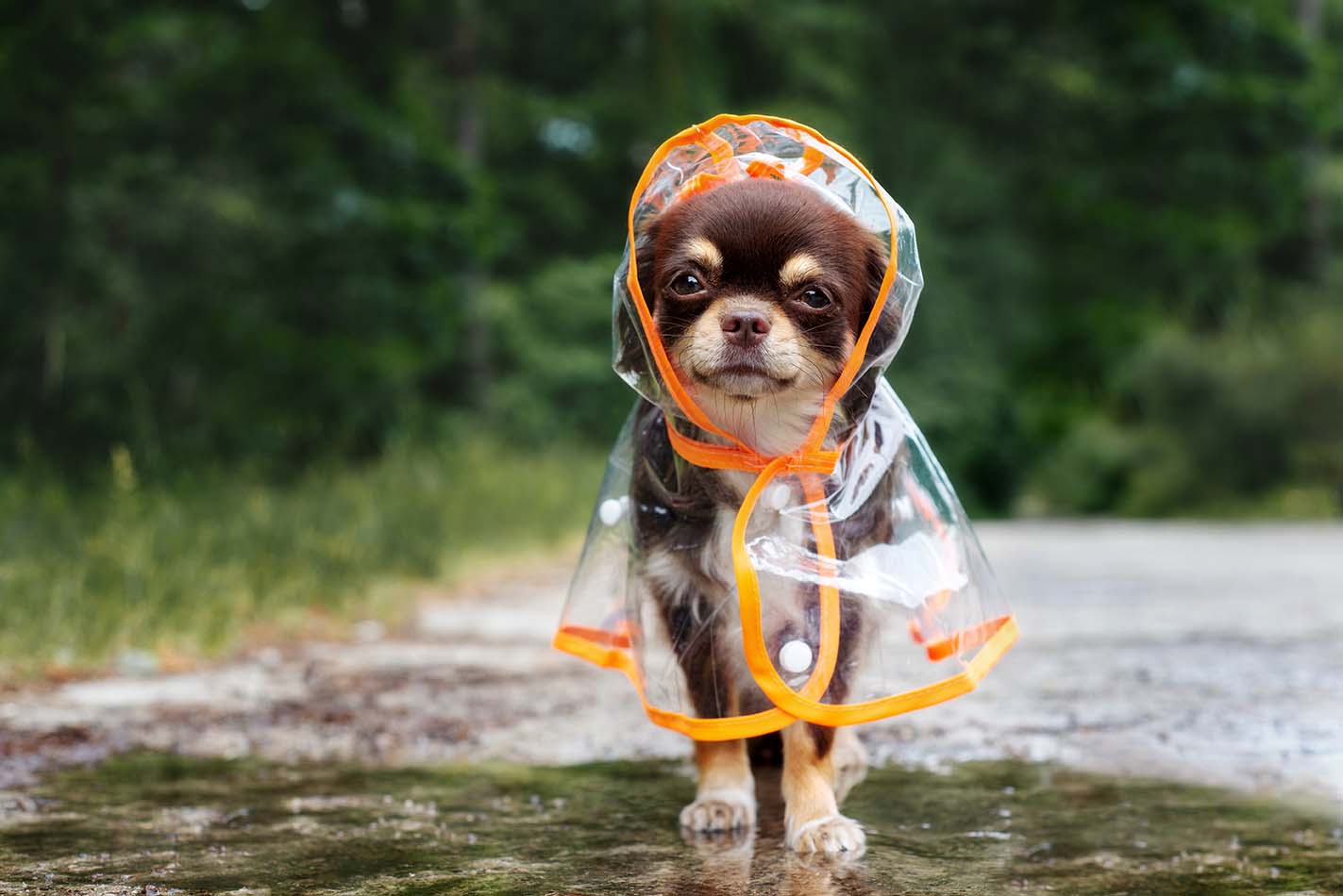Cani sicuri...e alla moda!