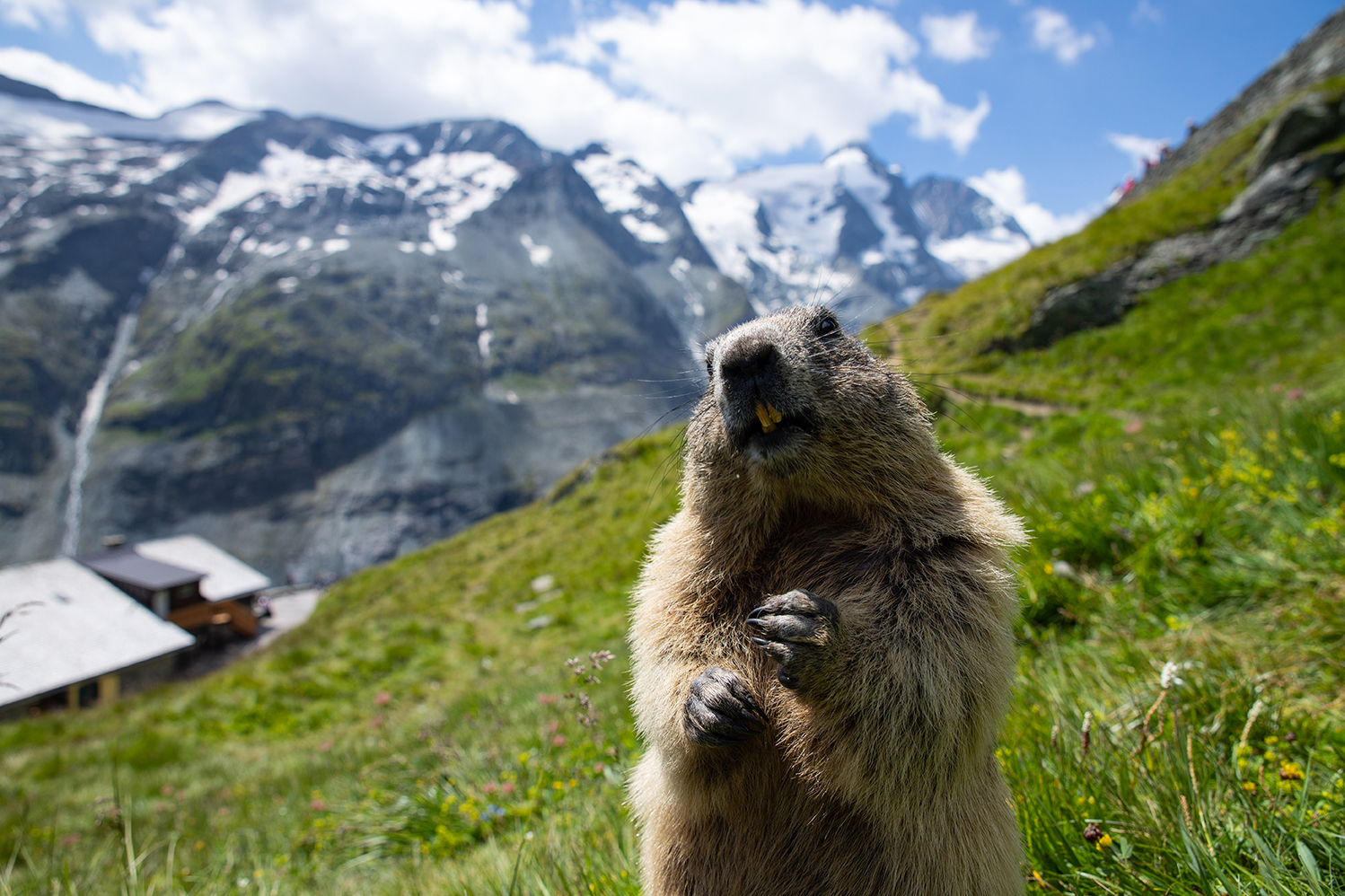 MARMOTTA, LA SENTINELLA DELLA MONTAGNA