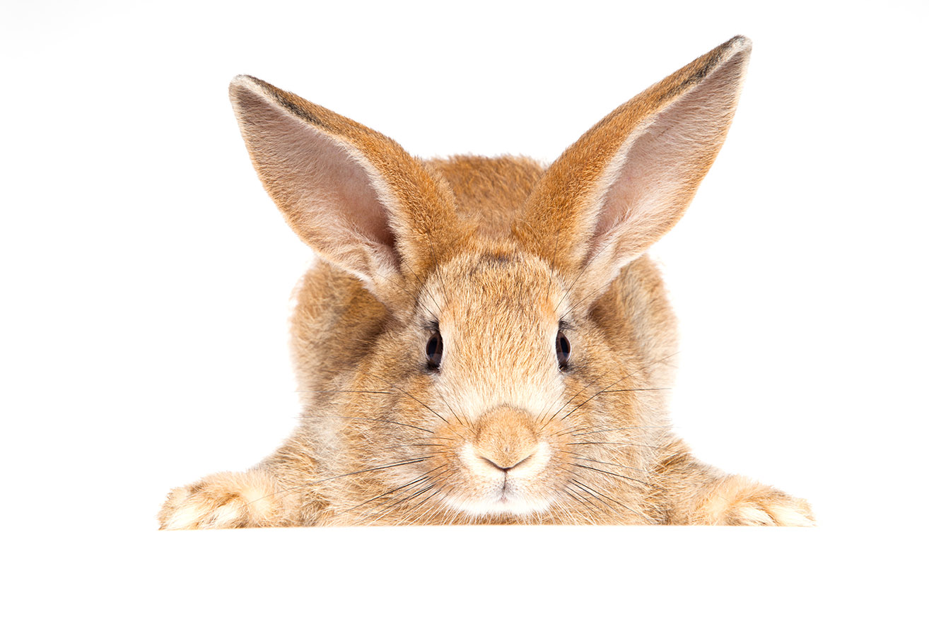 Coniglio e profilassi: cosa c’è da sapere?