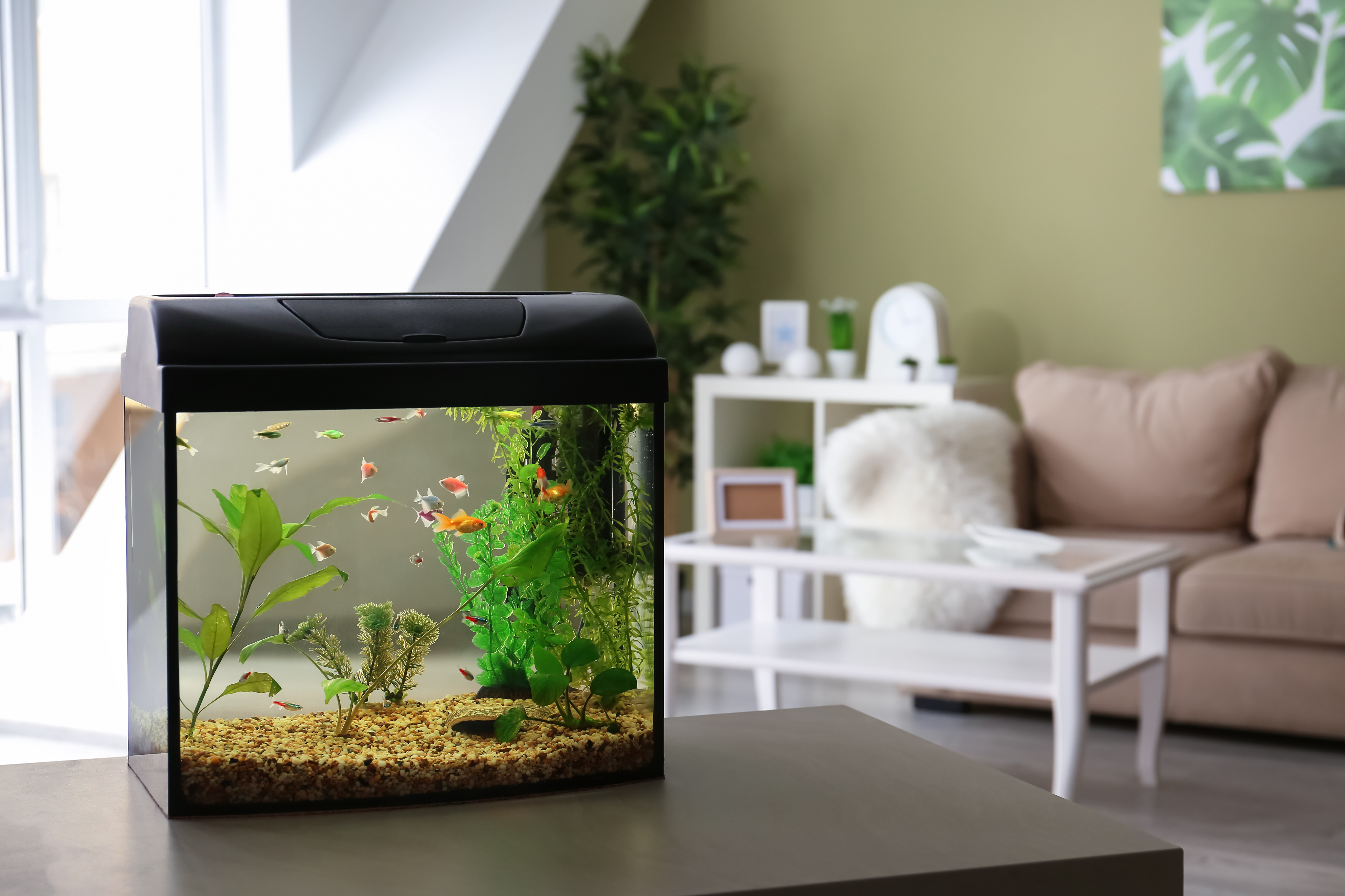 acquario acquario