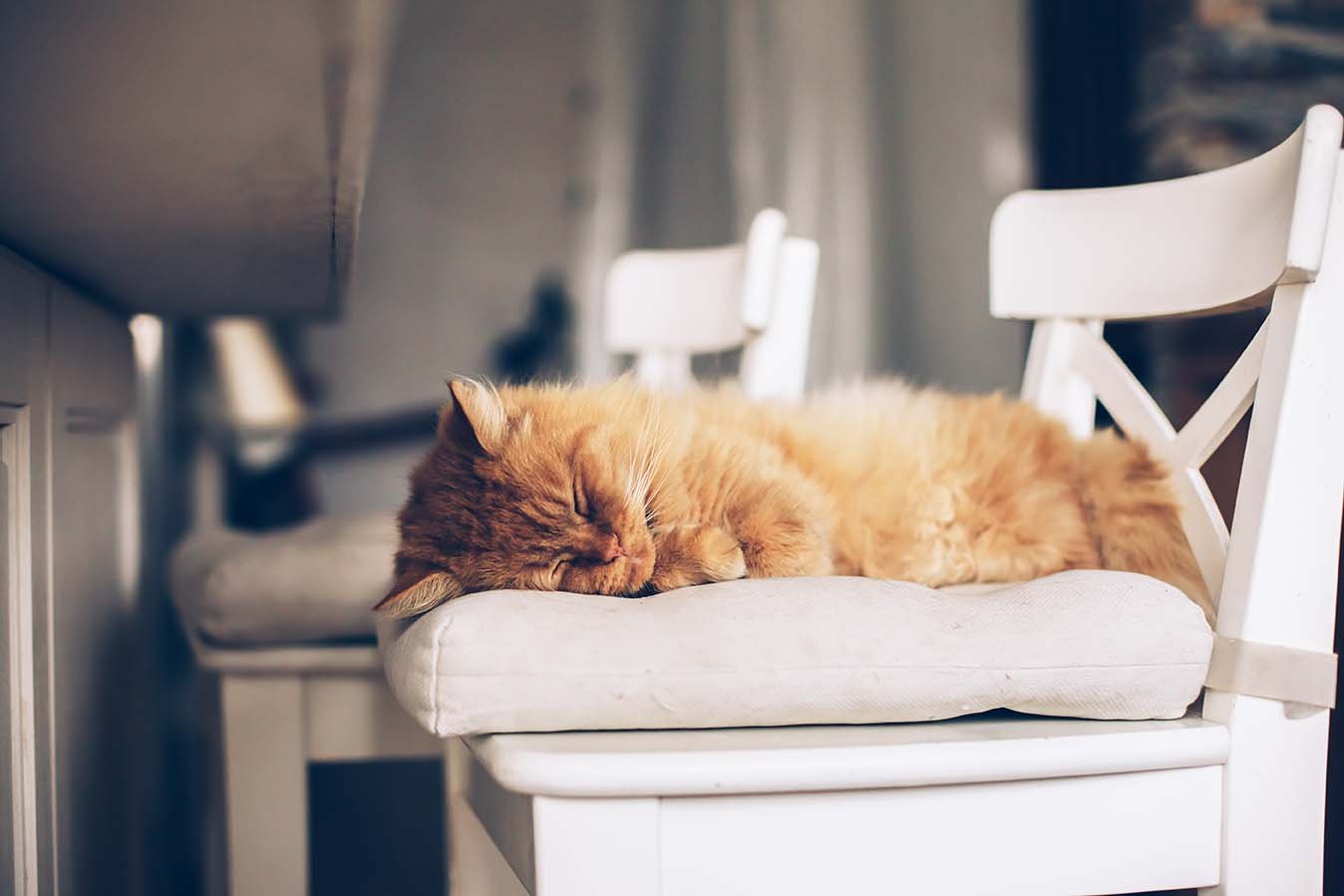 SOGNI D’ORO. ANCHE PER CANE E GATTO?