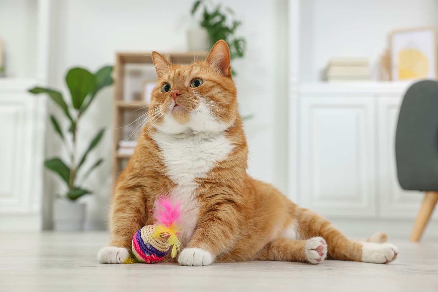 Piccolo vademecum felino: diritti e tutela del gatto in condominio