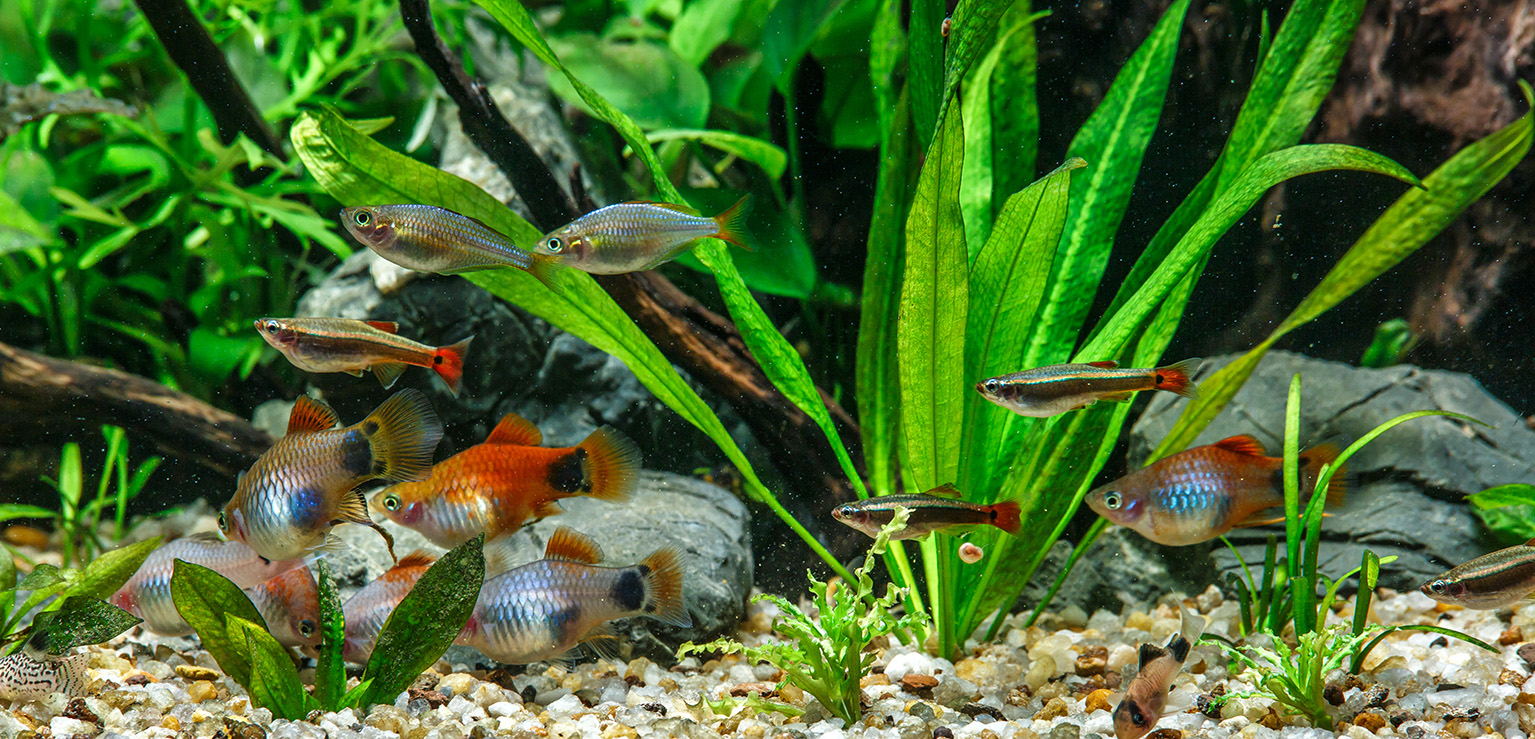 Come allestire un acquario in casa