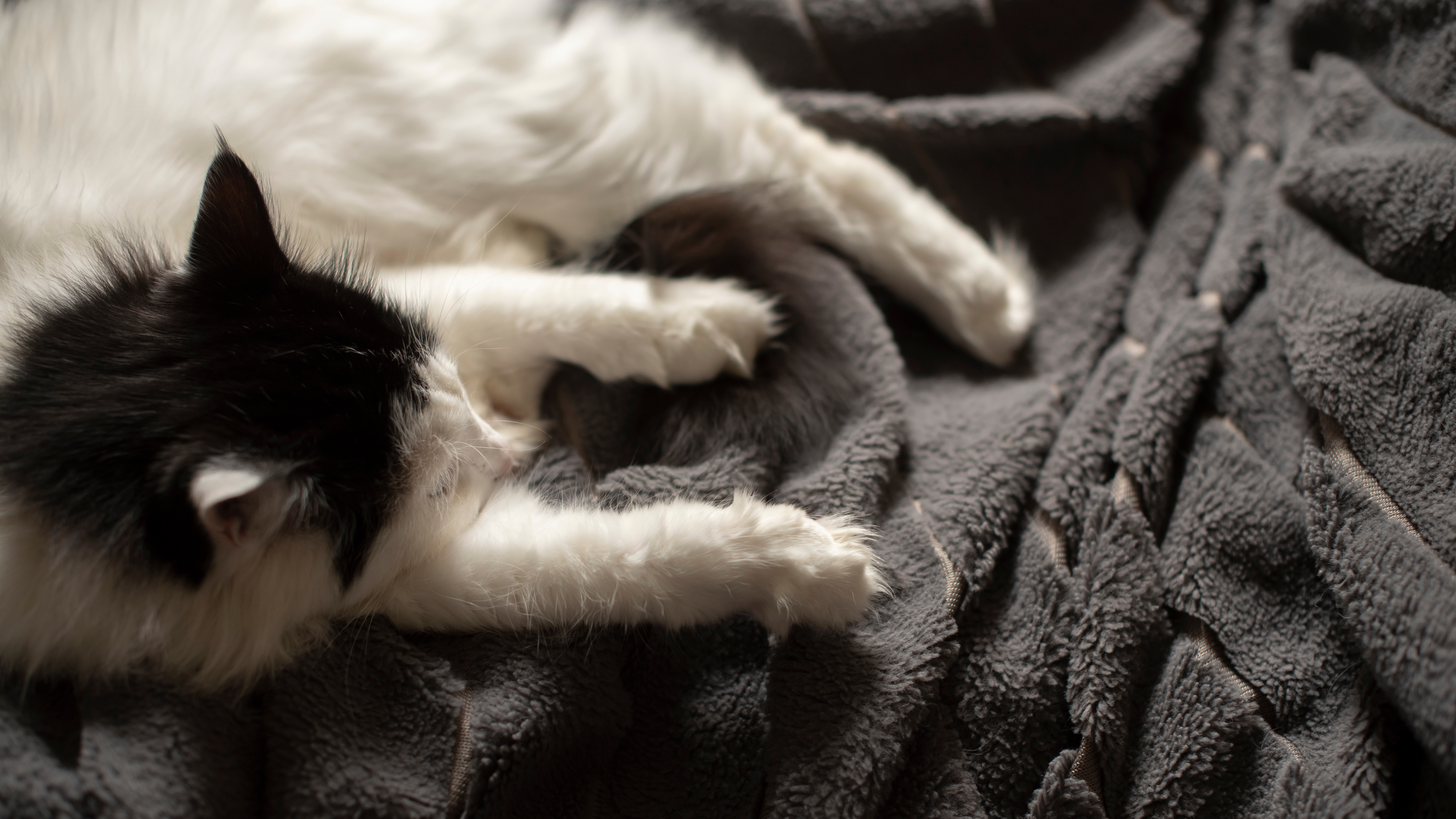 gatti che impastano