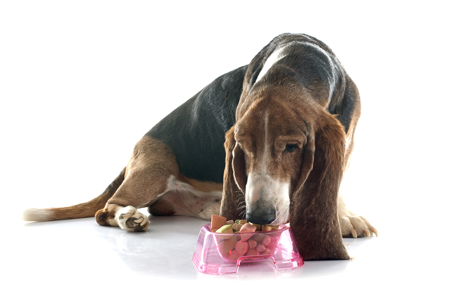 COME LEGGERE IN MODO CORRETTO L'ETICHETTA DEL PETFOOD? – parte II