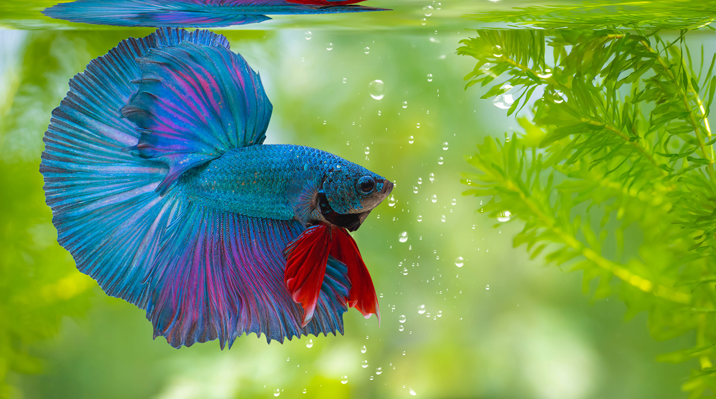 allestire acquario in casa