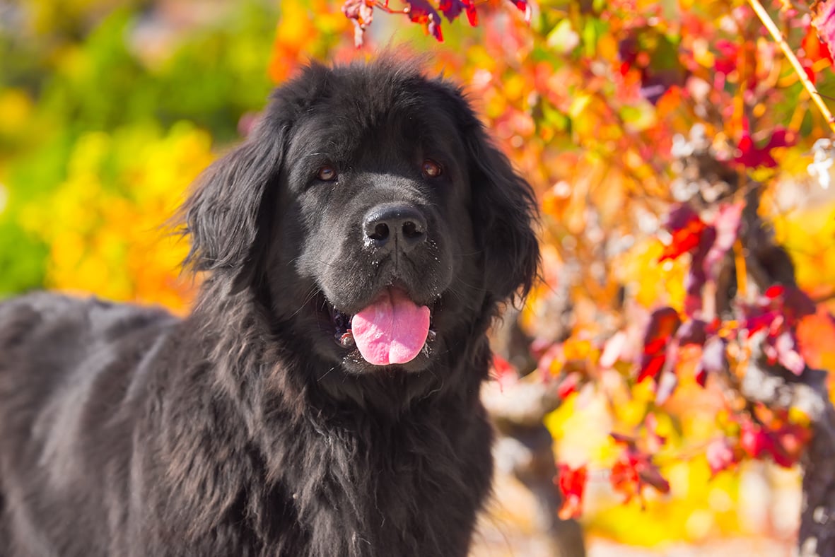 AIUTARE IL PET CON IL CALDO