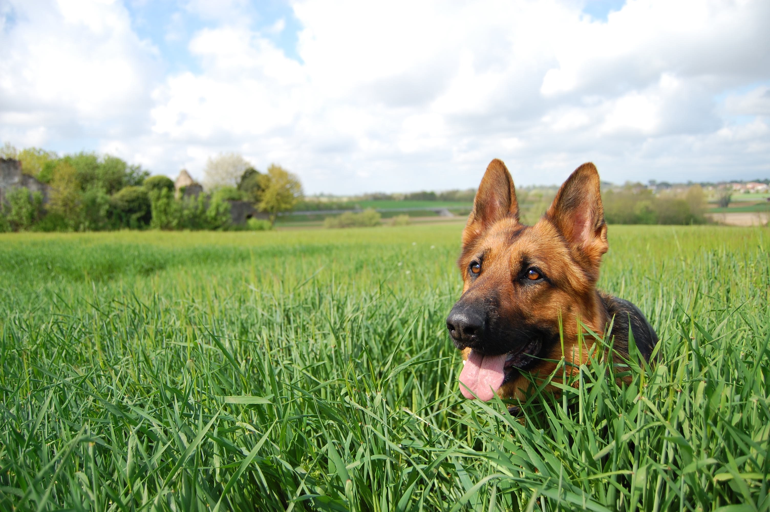 cane che corre cambio di stagione