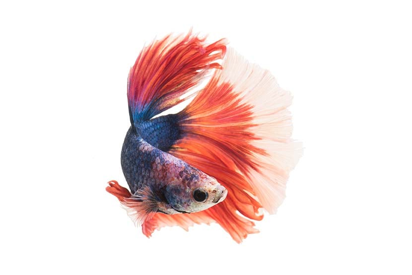 Il pesce combattente