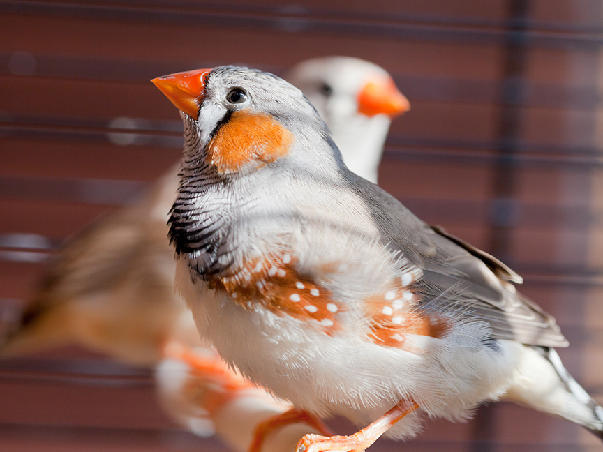 Uccellini da Compagnia: Specie più adatte e come sceglierli