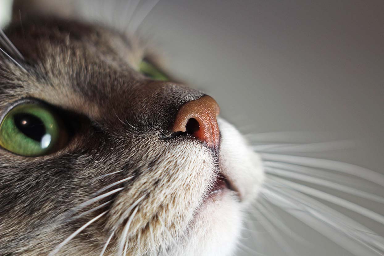 Vibrisse e sesto senso del gatto