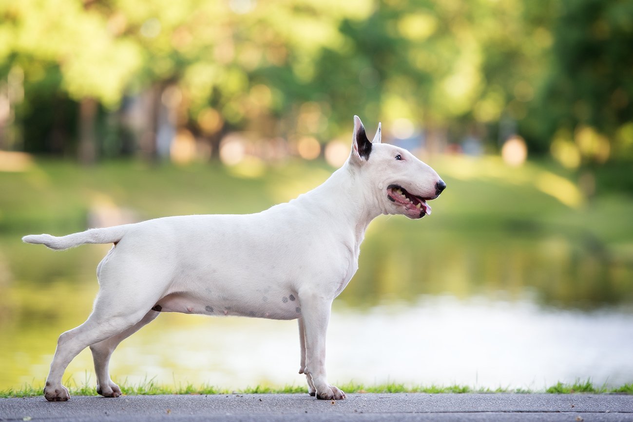 BULL TERRIER: UN DOLCE TESTONE