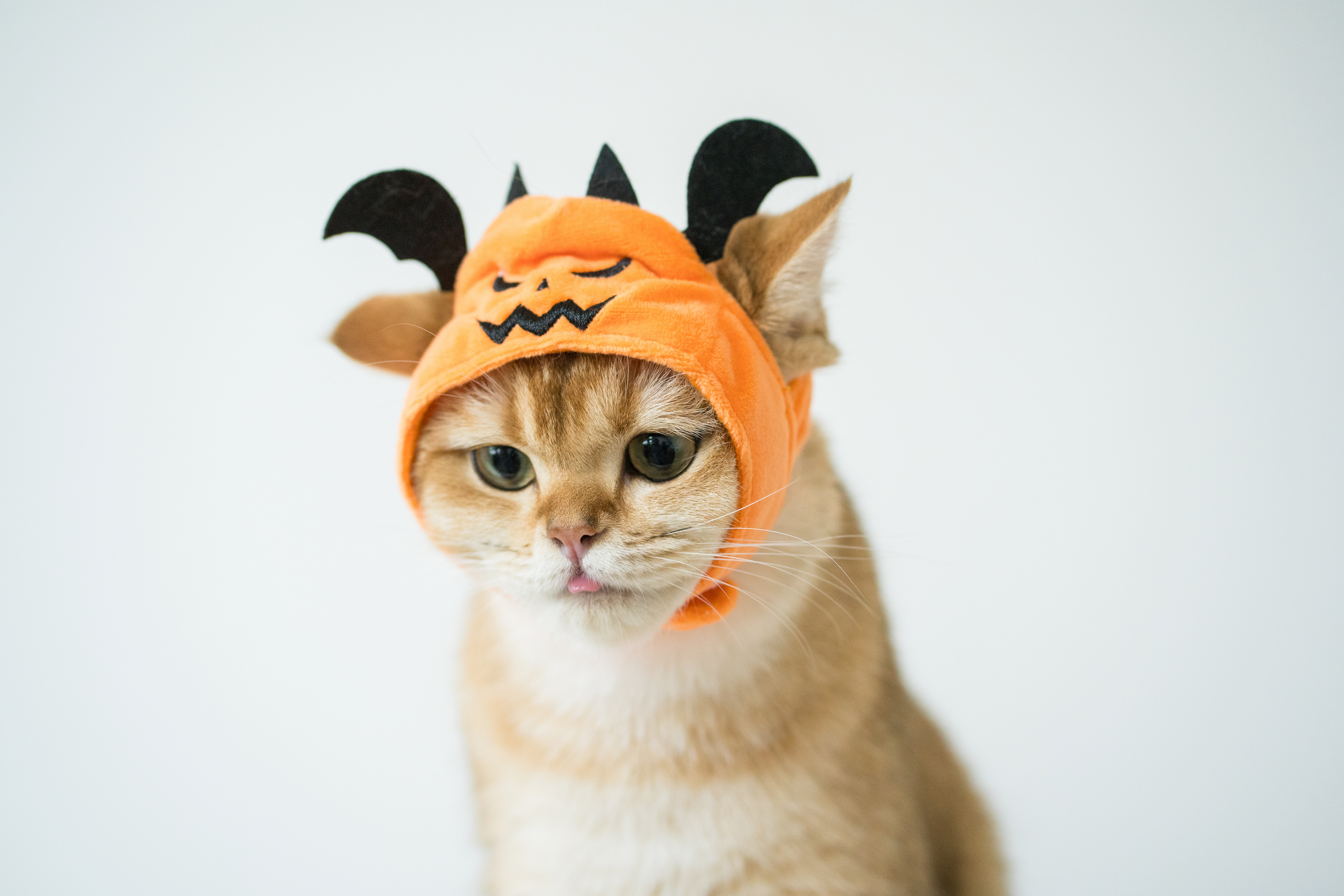 halloween gatto halloween gatto