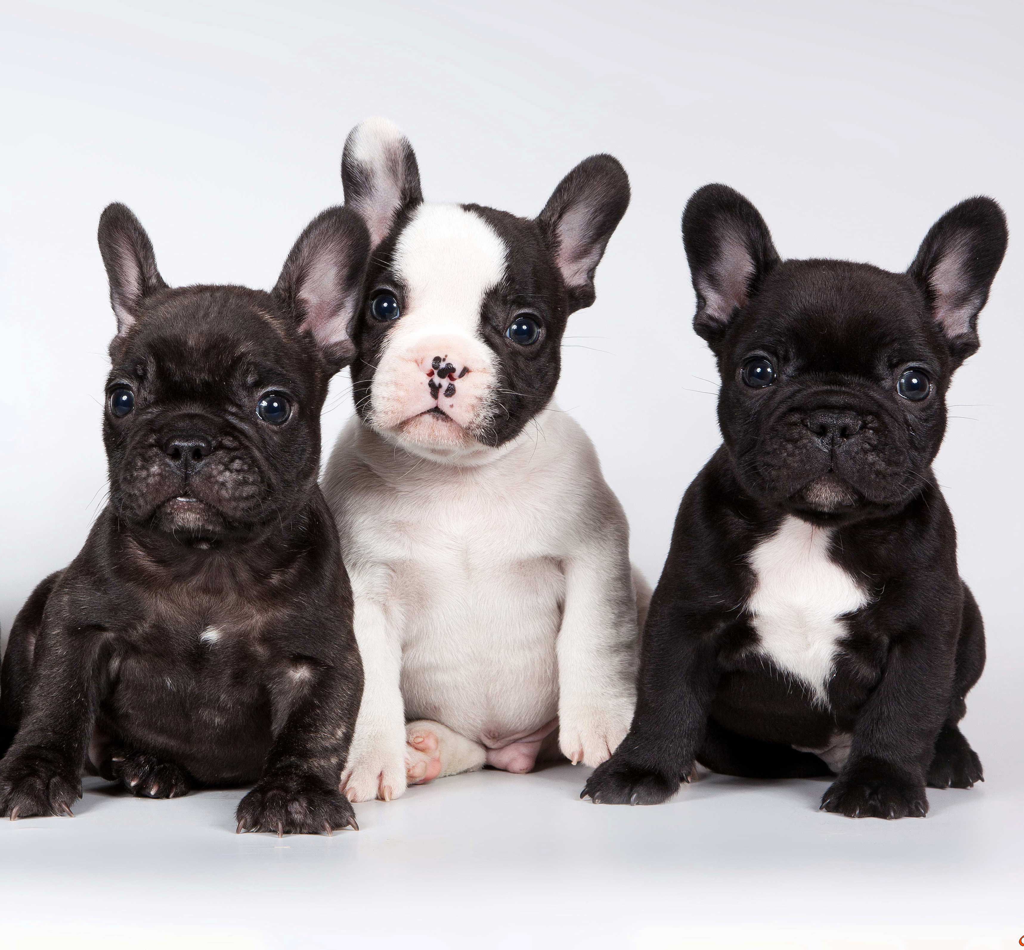 Bouledogue Français, il cane “pipistrello”