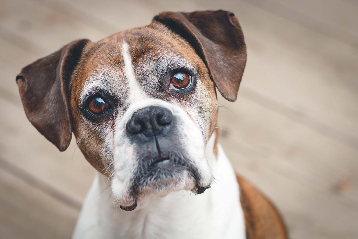 Il cane anziano una seconda opportunità