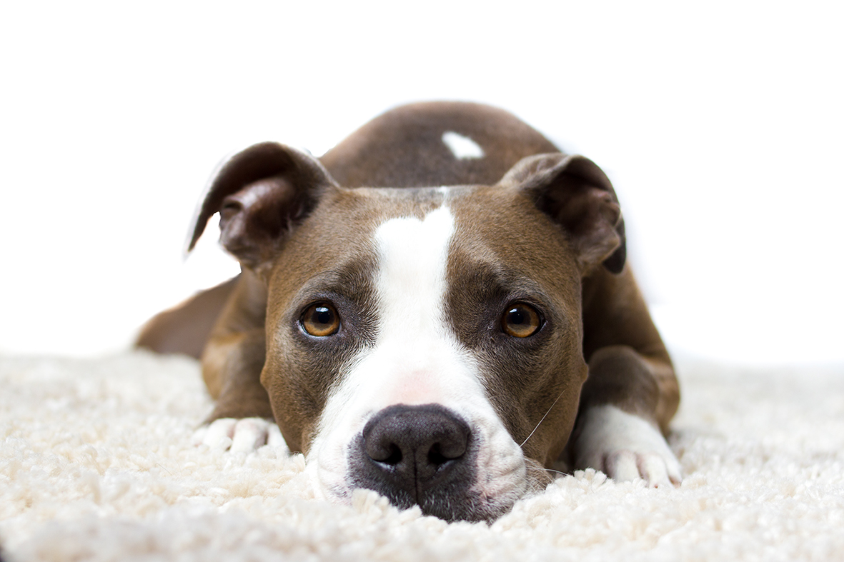 LO SPORTELLO LEGALE - CANE IMPEGNATIVO O DETENTORE IMPREPARATO?