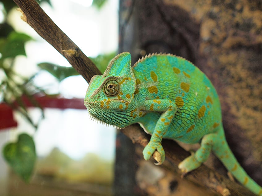 Camaleonte: il rettile dai mille colori