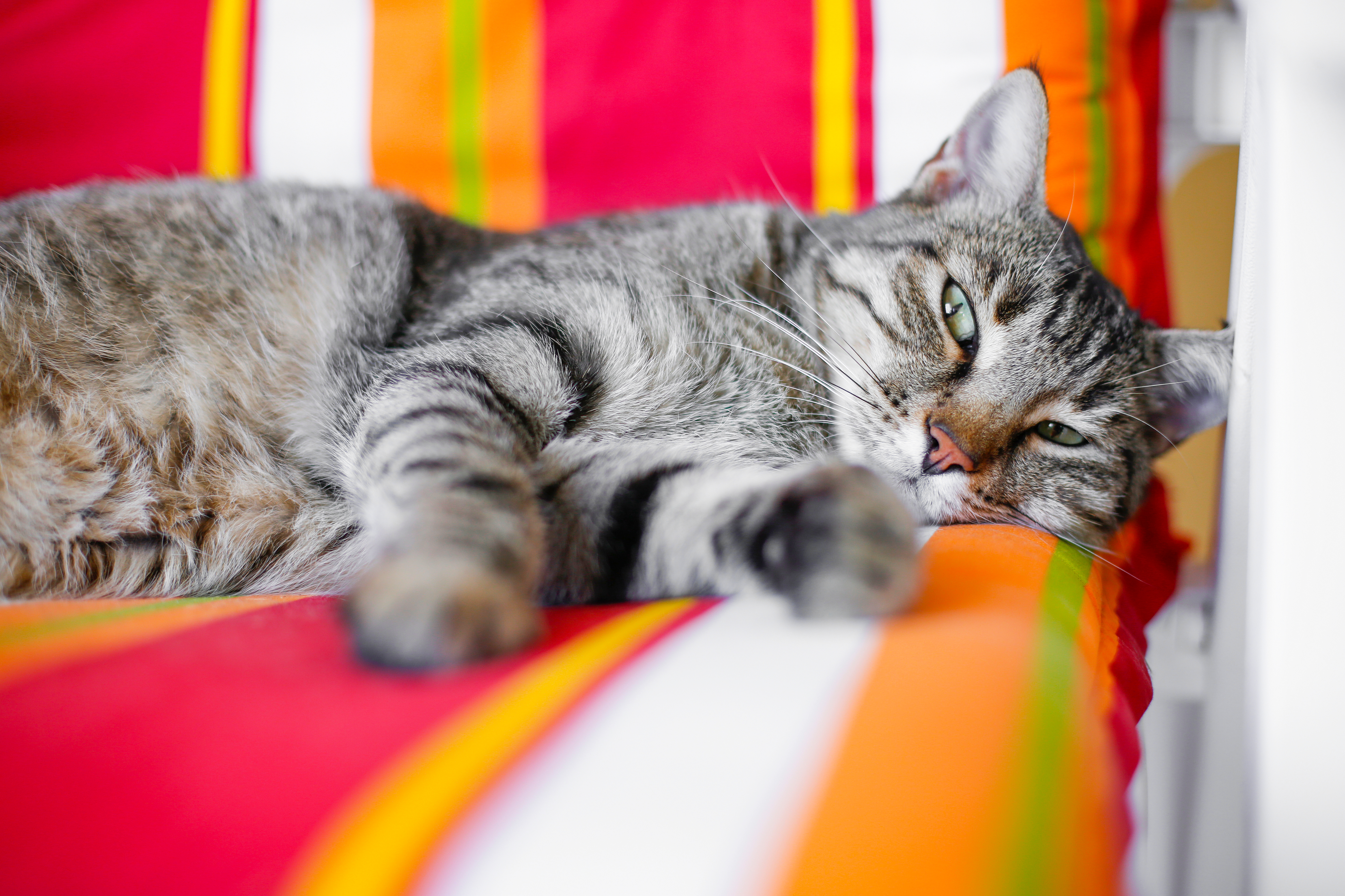 Il Tuo Gatto Caccia e Porta Prede in Casa? Ecco Cosa Significa Davvero