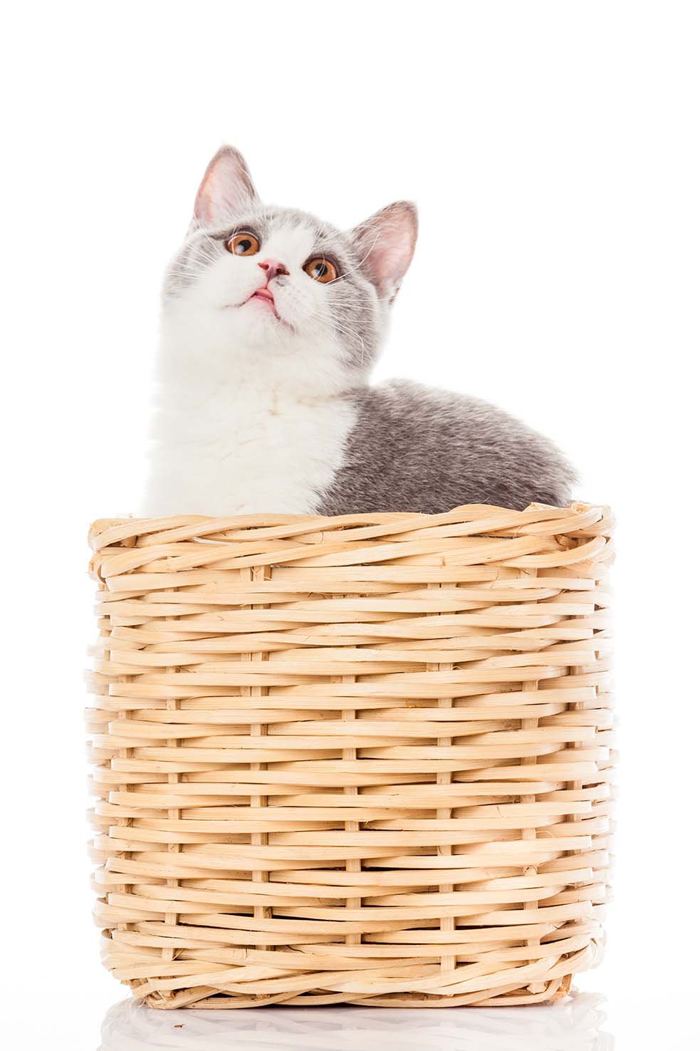 IL “LINGUAGGIO” DEL GATTO…