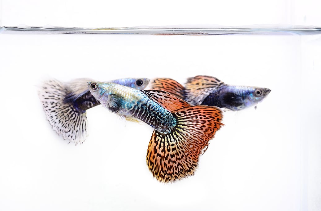 Guppy: un arcobaleno in acquario